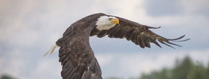 eagle wings